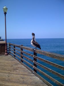 On the pier in Oceanside!